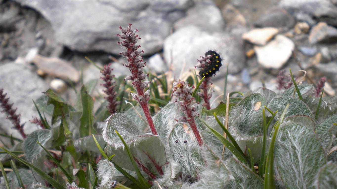 Salix reticulata / Salice reticolato